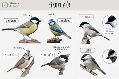 Sýkorky